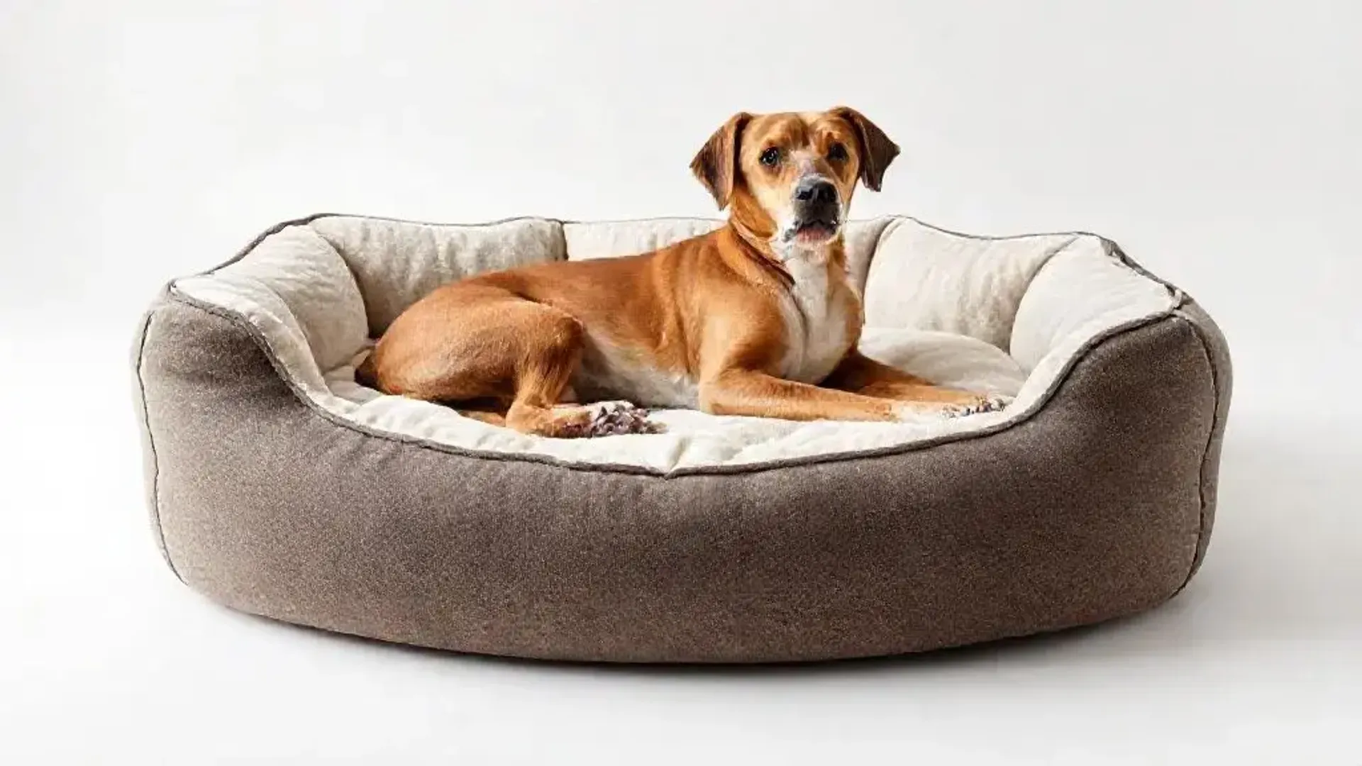 Seleção das 9 Melhores Camas para Cães Grandes: Estilo e Vitalidade